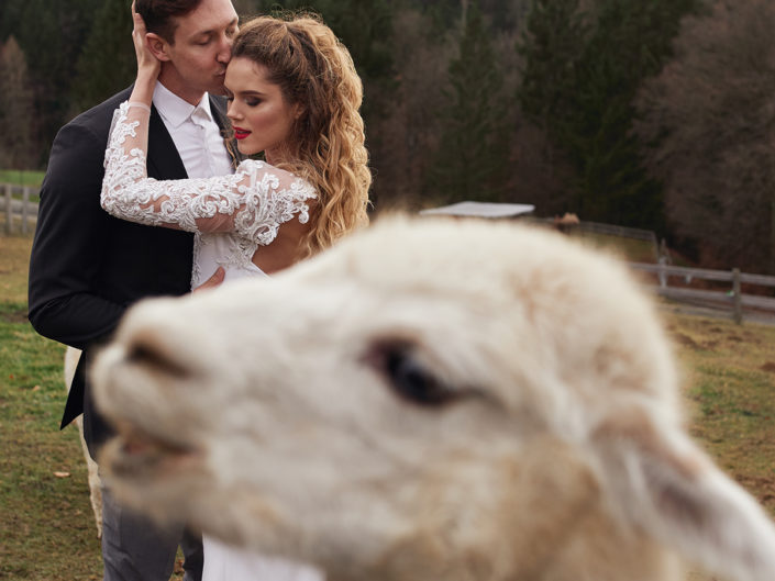 Hochzeit mit Alpakas